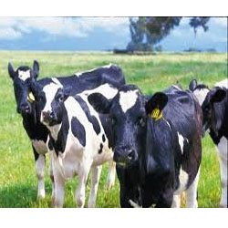 Manufacturers Exporters and Wholesale Suppliers of Cattle Concentrate Nagpur Maharashtra